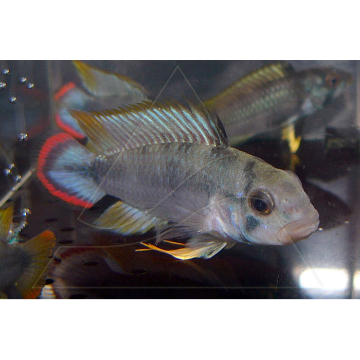   (Apistogramma panduro, Apistogramma pandurini), M 