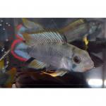   (Apistogramma panduro, Apistogramma pandurini), M 