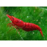   " " (Neocaridina heteropoda), M 