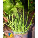   (Acorus graminues var. pusillus - emerge), M 