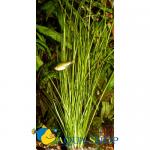    (Vallisneria americana var. natans), M   