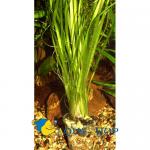   "" (Vallisneria spiralis var. spiralis "Tiger"), M  