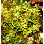   (Bacopa caroliniana, Bacopa amplexicaulis), M   