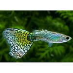  -   (Poecilia reticulata var.), M 