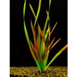   " - " (Vallisneria americana var. americana "Gigantea-Rubra"), S 