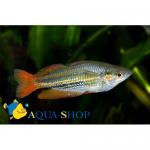   (Melanotaenia australis, Melanotaenia splendida australis), M 