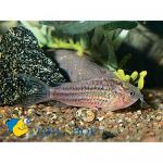   (Corydoras elegans), M 