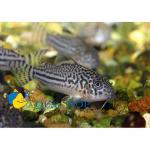   (Corydoras trilineatus), M 