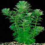   (Limnophila heterophylla, Columnea heterophylla), M 