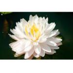      ,   -  "   " (Nymphaea Glorie Temple du Surlot pink), M 