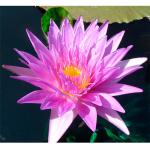     (Nymphaea Panama Pacific purple), M 