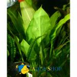   (Cryptocoryne ciliata), S  