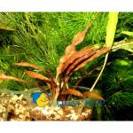   ,   (Cryptocoryne albida var. costata), L 