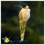   (Melanoides sp.), S 