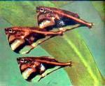    (Carnegiella strigata strigata), S 