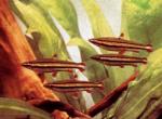   (Nannostomus marginatus), L 