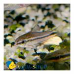   (Corydoras pygmaeus), S 