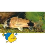   (Corydoras panda), S 