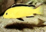 Лабидохромис церулиус - желтый (Labidochromis caeruleus var. "Yellow"), XXL 