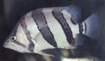 Окунь сиамский четырехполосый, Лобот полосатый (Datnioides polota, Coius quadrifasciatus), XL 