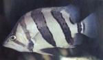   ,   (Datnioides polota, Coius quadrifasciatus), XL 