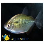   (Metynnis lippincottianus, Metynnis roosevelti), L 
