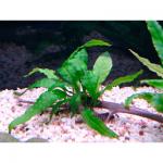  ,   (Microsorum pteropus), L   