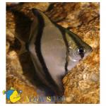  ,   (Monodactylus sebae, Psettus sebae), S 