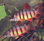   (Distichodus sexfasciatus), S 