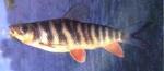   (Leporinus fasciatus), L