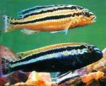   (Melanochromis auratus), L 