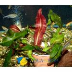   (Cryptocoryne affinis), L 