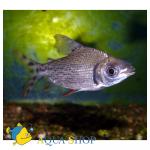   (Semaprochilodus insignis), S 