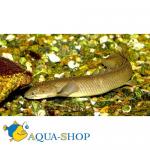   (Polypterus senegalus), L 
