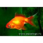   (Carassius auratus var.), XL 