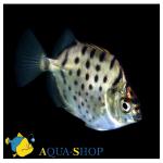   (Selenotoca multifasciata), S 