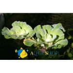   (Pistia stratiotes), L 