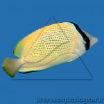    (Chaetodon citrinellus,  Chaetodon nigripes), M