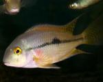  (Hypsophrys nicaraguensis, Cichlasoma nicaraguense), L 