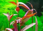   (Alternanthera sessilis, Alternanthera triandra, Alternanthera repens, Alternanthera alternifiola, Alternanthera denticu), M 