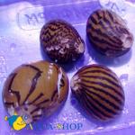    (Nerritina sp.), M