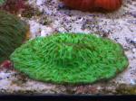 Фунгия зеленая, Коралл грибовидный (Fungia sp.), XL 