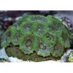   (Micromussa sp. green), M 