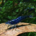   " " (Neocaridina heteropoda), M 