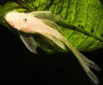    (Ancistrus cirrhosus var.gold), S 