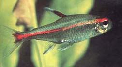 ,   (Hemigrammus erythrosonus), L 