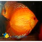   (Symphysodon aequifasciatus var. "Gold"), L 