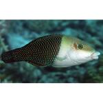  ,   (Hemigymnus melapterus), L 