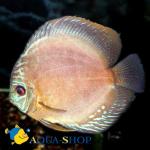   (Symphysodon aequifasciatus var.), L 
