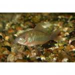  ,   (Brochis splendens, Brochis coeruleus), L 